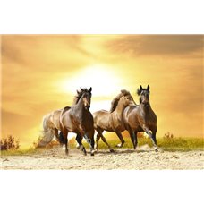 Картина на холсте по фото Модульные картины Печать портретов на холсте Табун - Фотообои Животные|лошади