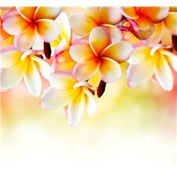 Плюмерия - Фотообои цветы|цветущие деревья - Модульная картины, Репродукции, Декоративные панно, Декор стен