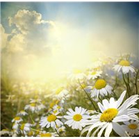 Ромашковое поле - Фотообои цветы|ромашки
