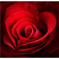 Красная роза - Фотообои Романтик - Модульная картины, Репродукции, Декоративные панно, Декор стен