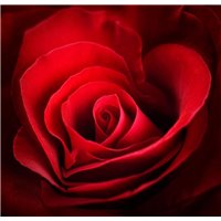 Красная роза - Фотообои Романтик