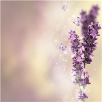 Лавандовые настроения - Фотообои цветы|лаванды