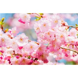 Весенний цвет - Фотообои цветы|сакура - Модульная картины, Репродукции, Декоративные панно, Декор стен