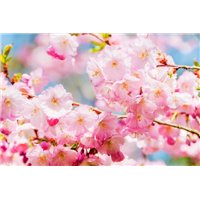 Весенний цвет - Фотообои цветы|сакура