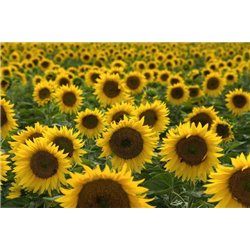 Солнечные цветы - Фотообои цветы|подсолнухи - Модульная картины, Репродукции, Декоративные панно, Декор стен