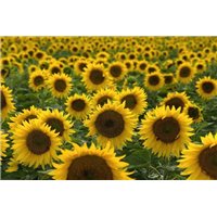 Солнечные цветы - Фотообои цветы|подсолнухи