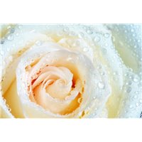 Портреты картины репродукции на заказ - Белый бутон - Фотообои цветы|розы