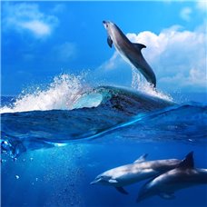 Картина на холсте по фото Модульные картины Печать портретов на холсте Дельфины - Фотообои Животные|морской мир