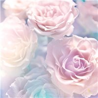 Портреты картины репродукции на заказ - Бутоны розовых роз - Фотообои цветы|розы
