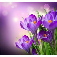 Весенние крокусы - Фотообои цветы|подснежники и крокусы