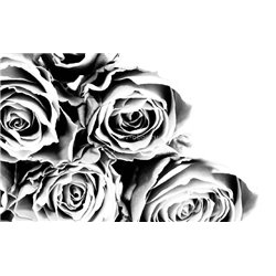 Букет роз - Черно-белые фотообои - Модульная картины, Репродукции, Декоративные панно, Декор стен