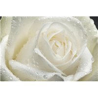 Портреты картины репродукции на заказ - Белая роза - Фотообои цветы|розы