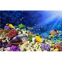 Подводный мир - Фотообои Животные|морской мир - Модульная картины, Репродукции, Декоративные панно, Декор стен