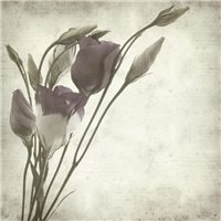 Портреты картины репродукции на заказ - Букет тюльпанов - Фотообои цветы|тюльпаны
