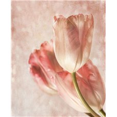 Картина на холсте по фото Модульные картины Печать портретов на холсте Бутоны тюльпанов - Фотообои цветы|тюльпаны