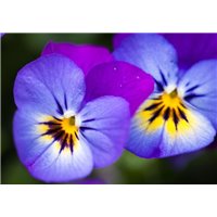 Весенние краски - Фотообои цветы|анютины глазки