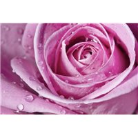 Портреты картины репродукции на заказ - Роса на бутоне розы - Фотообои цветы|розы
