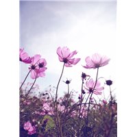 Поле цветов - Фотообои цветы|другие