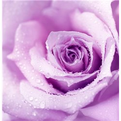 Бутон розы - Фотообои цветы|розы - Модульная картины, Репродукции, Декоративные панно, Декор стен