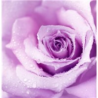 Бутон розы - Фотообои цветы|розы