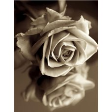 Картина на холсте по фото Модульные картины Печать портретов на холсте Роза - Черно-белые фотообои