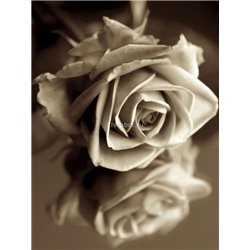 Роза - Черно-белые фотообои - Модульная картины, Репродукции, Декоративные панно, Декор стен