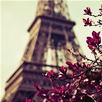 Цветение - Фотообои архитектура|Париж