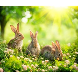 Зайчики - Фотообои Животные|кролики - Модульная картины, Репродукции, Декоративные панно, Декор стен