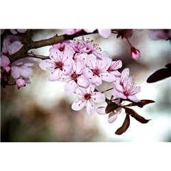 Цветущая ветка - Фотообои цветы|цветущие деревья - Модульная картины, Репродукции, Декоративные панно, Декор стен