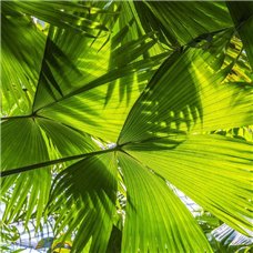 Картина на холсте по фото Модульные картины Печать портретов на холсте Солнечные лучи сквозь листья пальмы - Фотообои природа|деревья и травы
