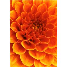 Картина на холсте по фото Модульные картины Печать портретов на холсте Оранжевая георгина - Фотообои Фоны и текстуры|природа