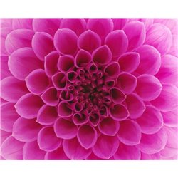 Розовая хризантема - Фотообои цветы|другие - Модульная картины, Репродукции, Декоративные панно, Декор стен