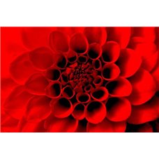 Картина на холсте по фото Модульные картины Печать портретов на холсте Красная хризантема - Фотообои цветы|герберы