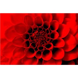 Красная хризантема - Фотообои цветы|герберы - Модульная картины, Репродукции, Декоративные панно, Декор стен