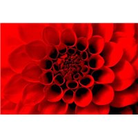 Портреты картины репродукции на заказ - Красная хризантема - Фотообои цветы|герберы