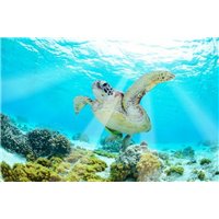 Портреты картины репродукции на заказ - Черепаха под водой - Фотообои Животные|морской мир