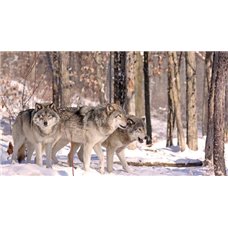 Картина на холсте по фото Модульные картины Печать портретов на холсте Волки в лесу - Фотообои Животные|волки