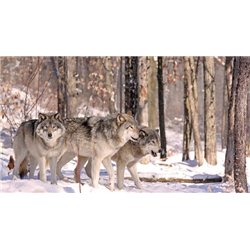 Волки в лесу - Фотообои Животные|волки - Модульная картины, Репродукции, Декоративные панно, Декор стен