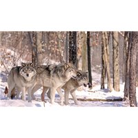 Волки в лесу - Фотообои Животные|волки
