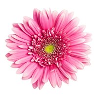 Розовая гербера - Фотообои цветы|герберы