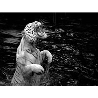 Портреты картины репродукции на заказ - Рычание тигра - Фотообои Животные|тигры