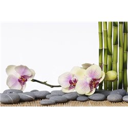 Орхидея и бамбук - Фотообои цветы|орхидеи - Модульная картины, Репродукции, Декоративные панно, Декор стен