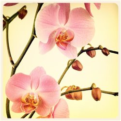 Веточка орхидеи - Фотообои цветы|орхидеи - Модульная картины, Репродукции, Декоративные панно, Декор стен