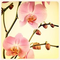 Портреты картины репродукции на заказ - Веточка орхидеи - Фотообои цветы|орхидеи