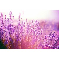 Лаванда - Фотообои цветы|лаванды