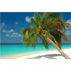 Пальма - Фотообои Море|пляж - Модульная картины, Репродукции, Декоративные панно, Декор стен