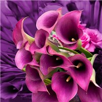 Розовая калла - Фотообои цветы|другие