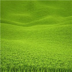 Зелёная трава на холмах - Фотообои природа|деревья и травы - Модульная картины, Репродукции, Декоративные панно, Декор стен