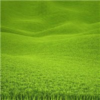 Зелёная трава на холмах - Фотообои природа|деревья и травы