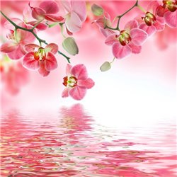 Орхидеи над водой - Фотообои цветы|цветущие деревья - Модульная картины, Репродукции, Декоративные панно, Декор стен